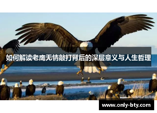 如何解读老鹰无情敲打背后的深层意义与人生哲理
